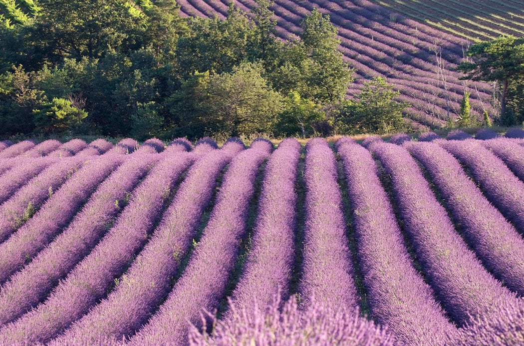 Lavender (Лавандула)