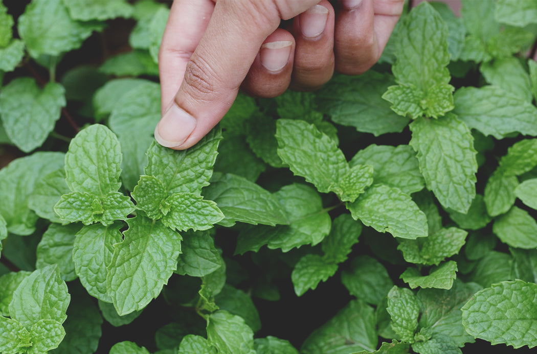 Peppermint (Лютива мента)