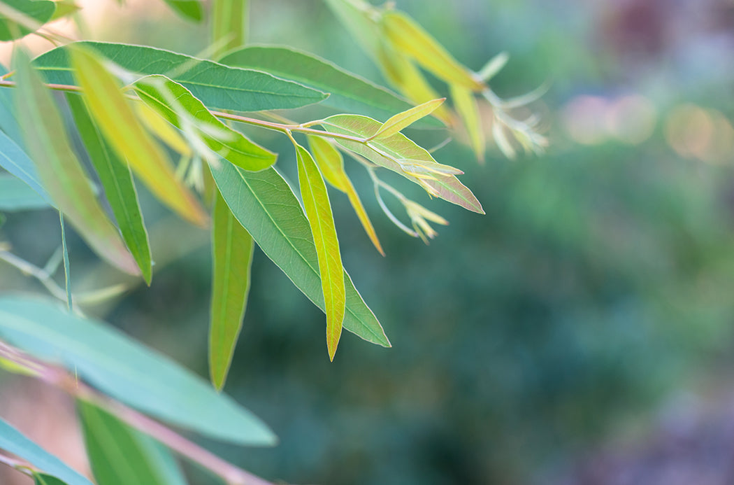 Eucalyptus (Евкалипт)